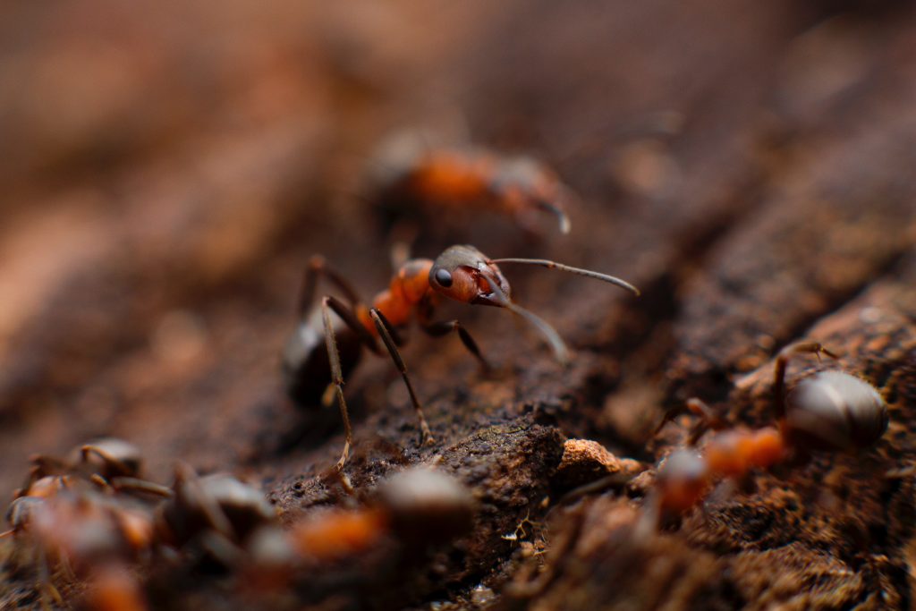 Myran och lövet - vem är det som saknas?